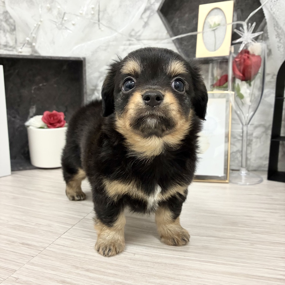 千葉県のチワックス(チワワ×ダックス) (犬の家＆猫の里ワンズモール稲毛店/2026年5月11日生まれ/女の子/ブラックタン)の子犬の2枚目の画像