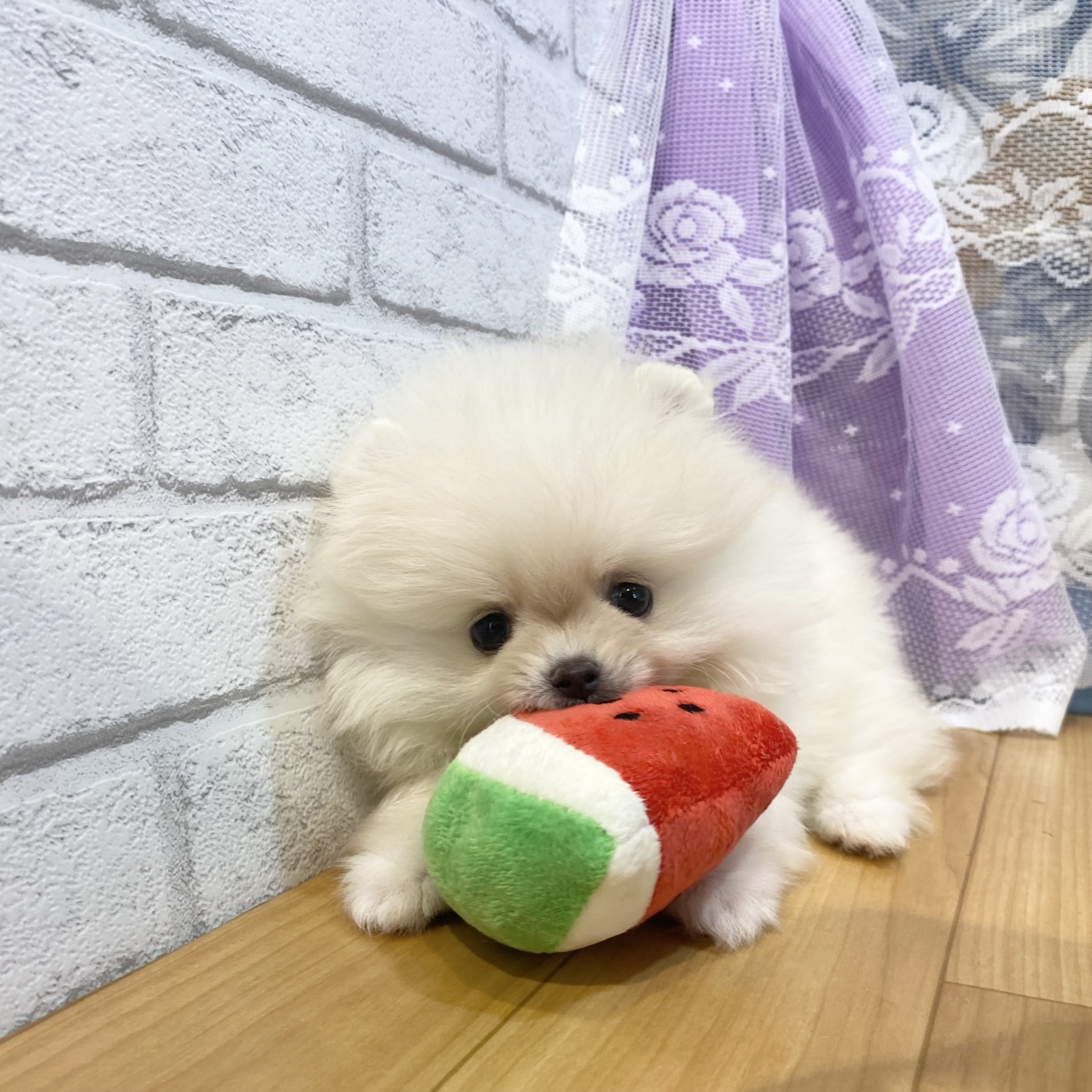 長野県のポメラニアン (犬の家＆猫の里カインズ梓川店/2026年5月12日生まれ/女の子/ホワイト)の子犬の2枚目の画像