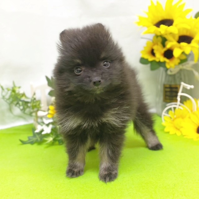 静岡県のポメラニアン (犬の家＆猫の里藤枝店/2026年5月12日生まれ/女の子/ブラックタン)の子犬の2枚目の画像