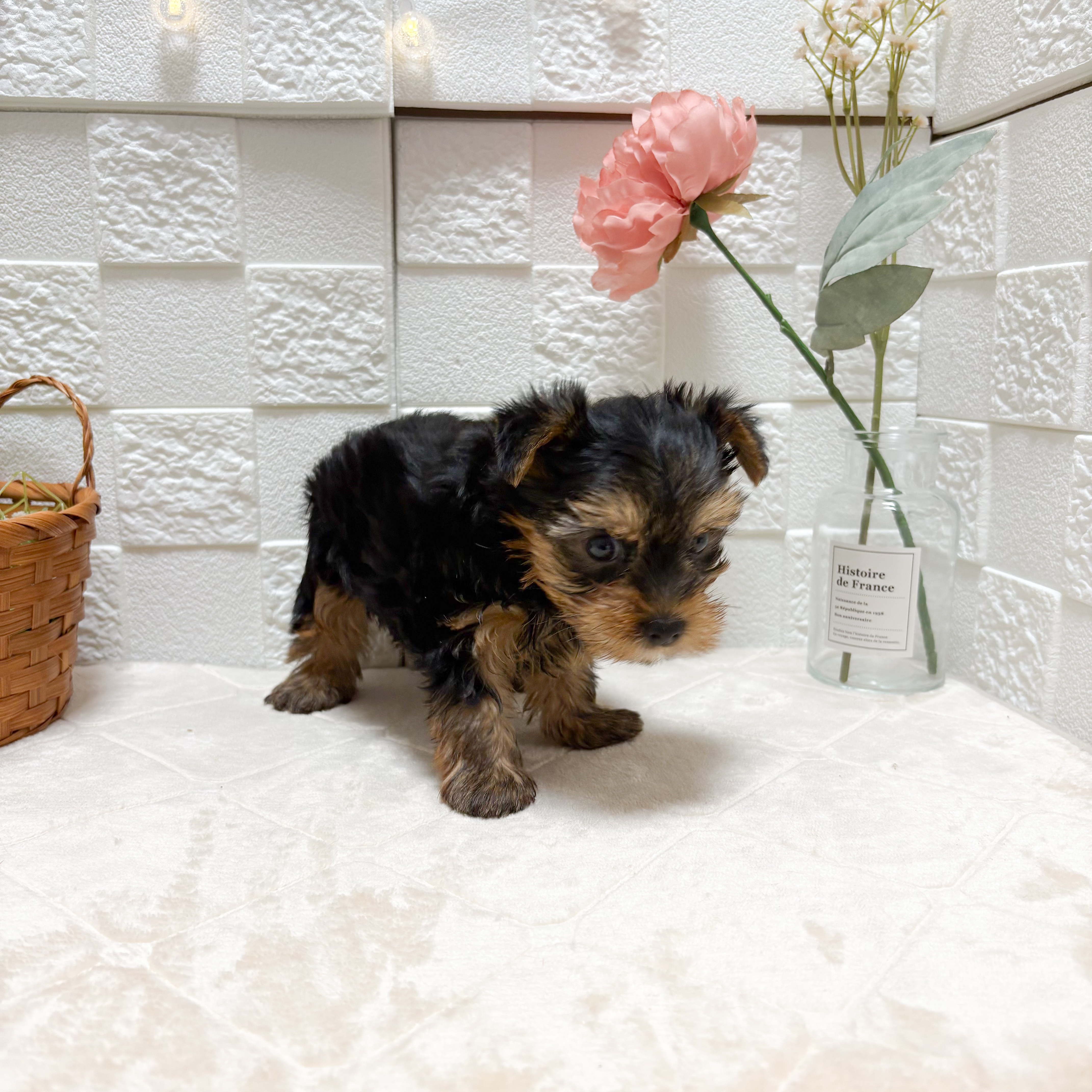 ヨークシャーテリアの子犬を価格や特徴で探す|ペットショップ探すなら