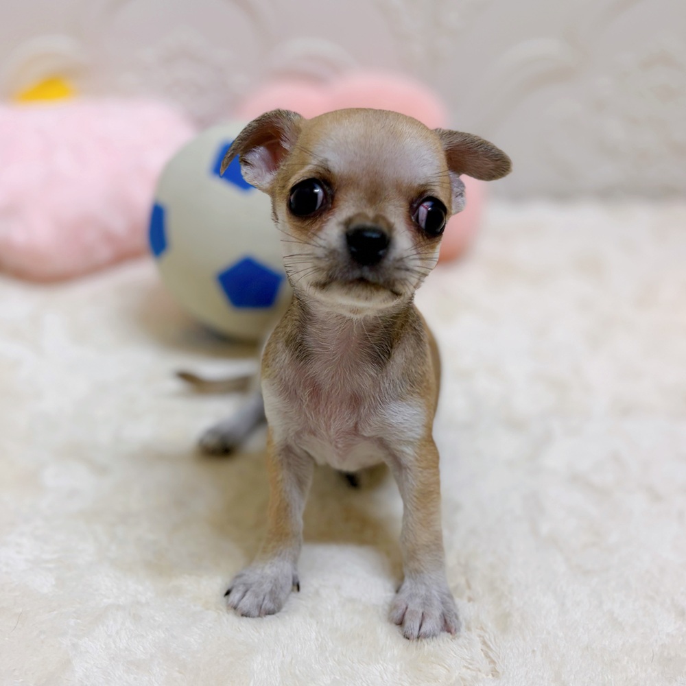 愛知県のチワワ(スムース) (犬の家＆猫の里岡崎店/2026年5月9日生まれ/女の子/レッドホワイト)の子犬の2枚目の画像