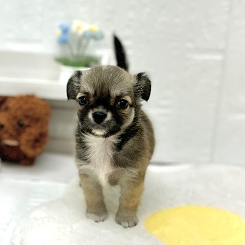 愛知県のチワワ(ロング) (犬の家＆猫の里豊川インター店/2026年5月9日生まれ/男の子/レッドホワイト)の子犬の1枚目の画像