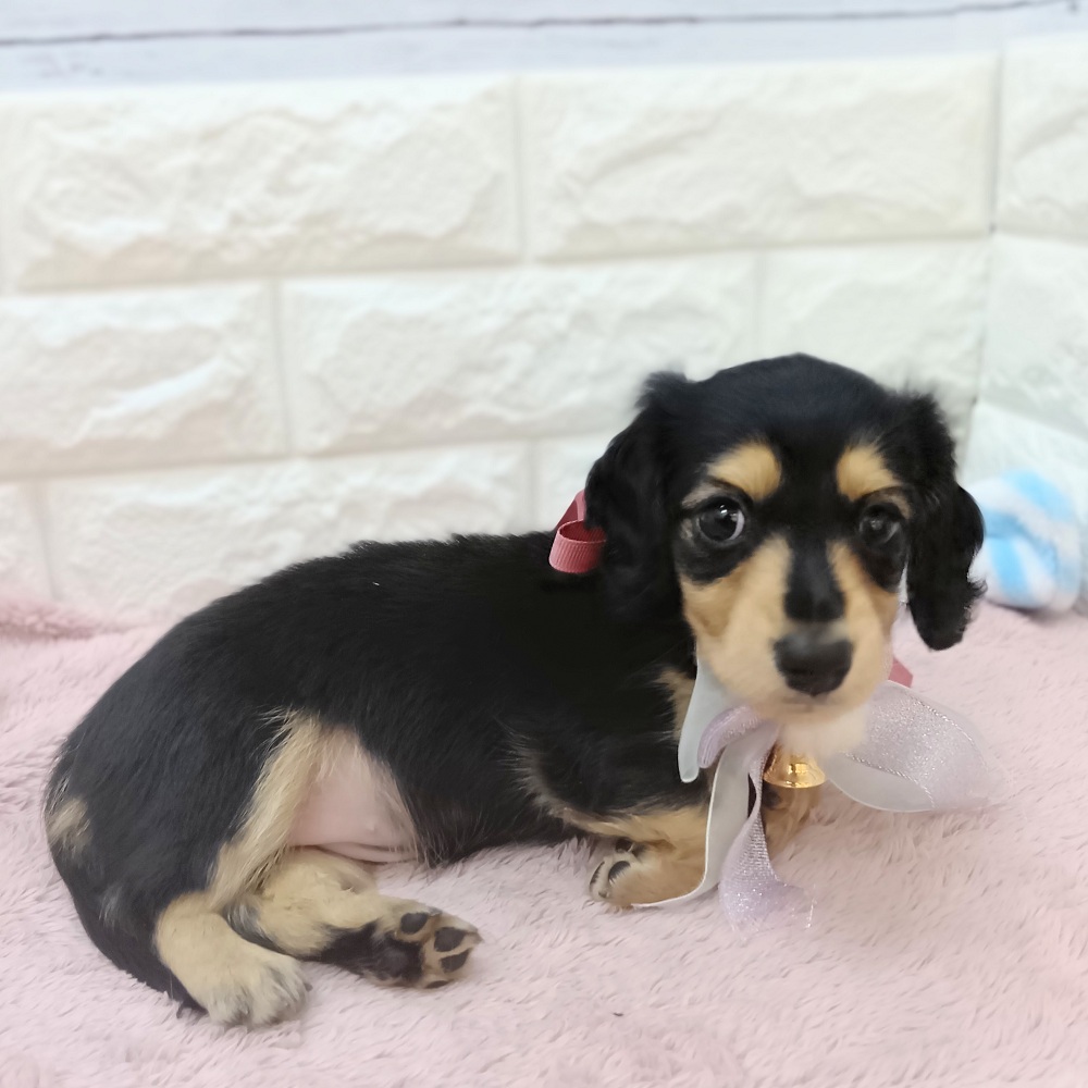 静岡県のミニチュアダックスフンド(ロング) (犬の家＆猫の里アミーゴ浜松和田店/2026年5月8日生まれ/女の子/ブラックイエロー)の子犬の2枚目の画像