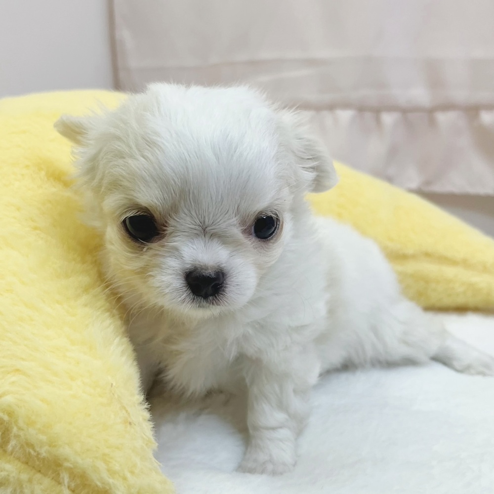静岡県のチワワ(ロング) (犬の家＆猫の里マークイズ静岡店/2026年5月12日生まれ/女の子/ホワイトクリーム)の子犬の1枚目の画像