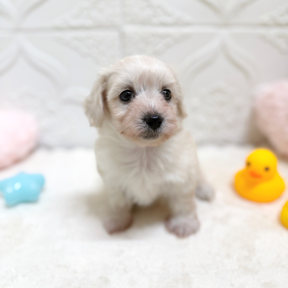 マルックス(マルチーズ×ダックス)の子犬を価格や特徴で探す|ペット
