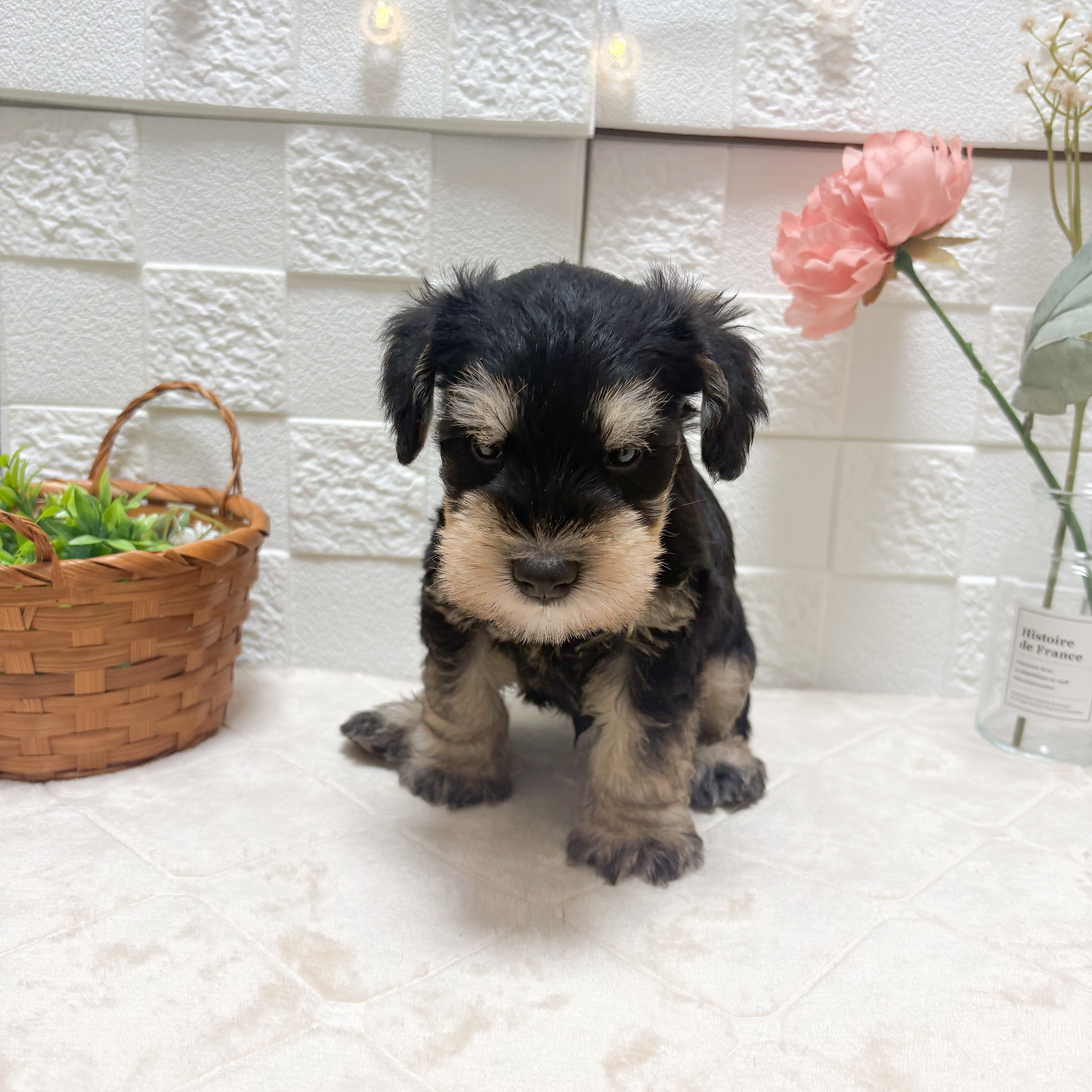 東京都のミニチュアシュナウザー (犬の家＆猫の里ペットフォレスト小平店/2026年5月12日生まれ/男の子/ブラックシルバー)の子犬の2枚目の画像