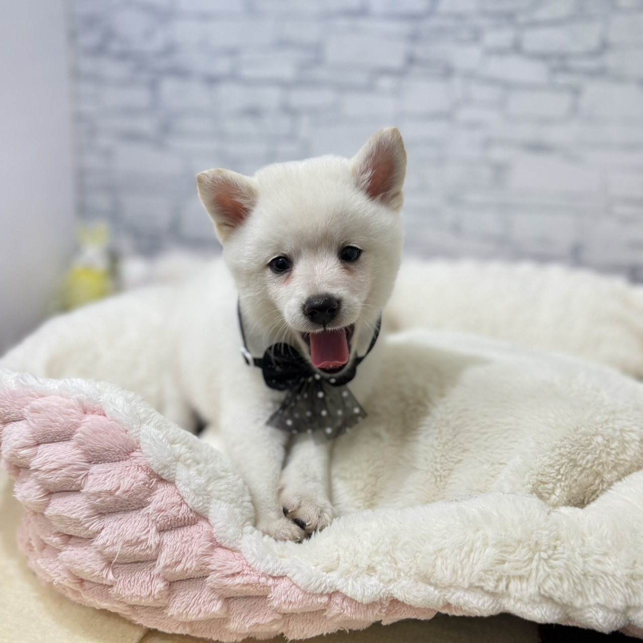 長野県のポメ柴/豆ポメ/ポメ豆柴(ポメラニアン×柴犬) (犬の家＆猫の里長野店/2026年5月10日生まれ/男の子/白)の子犬の2枚目の画像