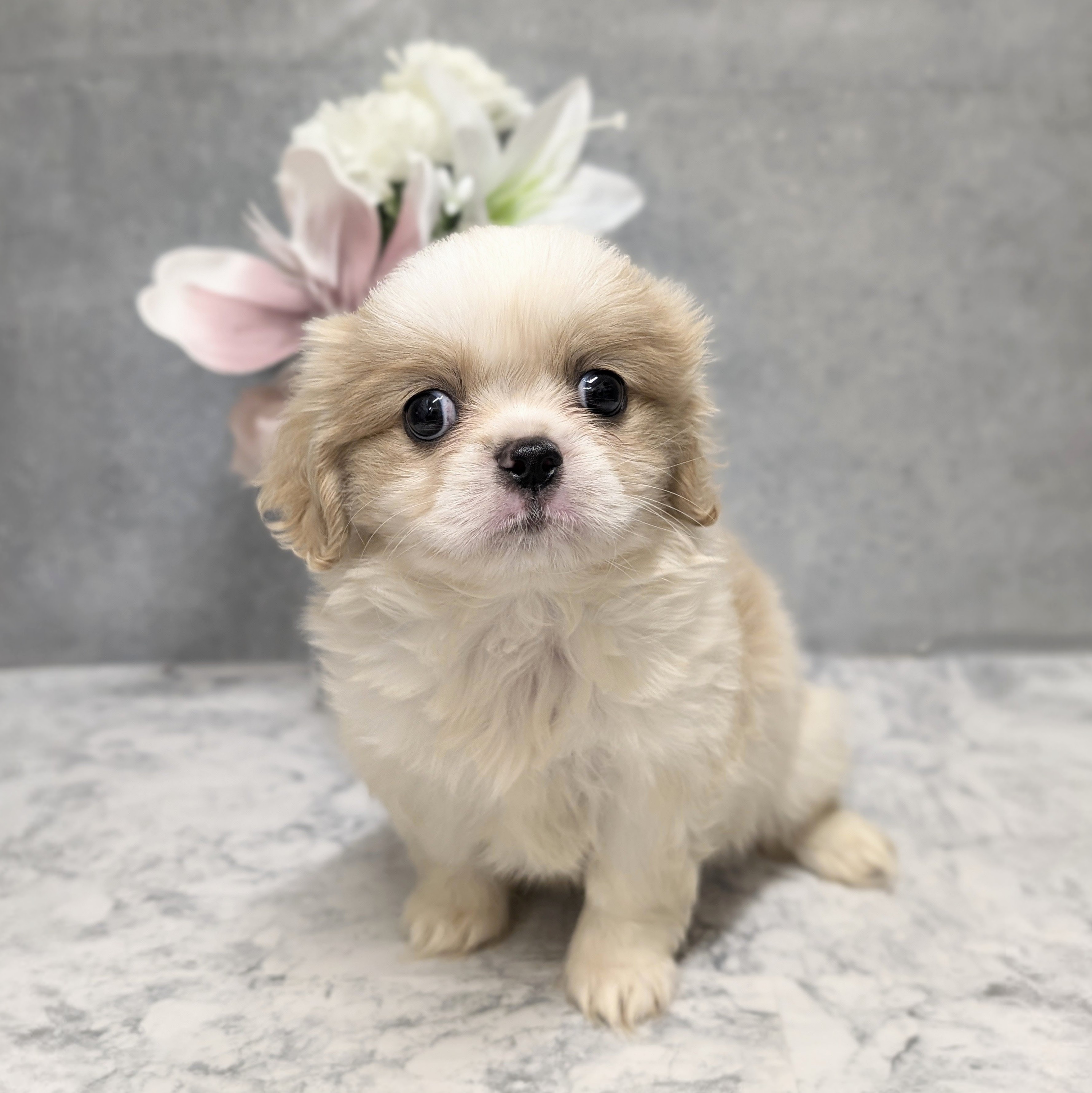 愛知県のハーフ犬・ミックス犬 (犬の家＆猫の里安城店/2026年5月9日生まれ/女の子/ブレンハイム)の子犬