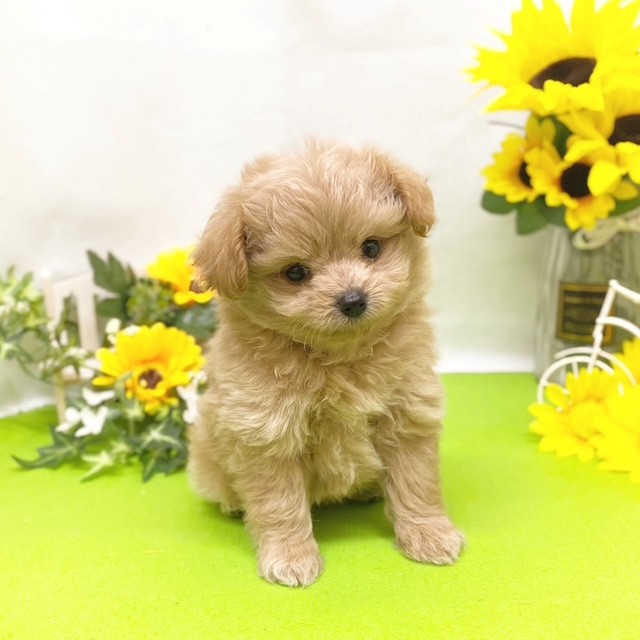 ♡ポメちゃん、プードルちゃんオーダーページ✨ 静岡県のポメプー(ポメラニアン×プードル)の子犬を価格や特徴で探す