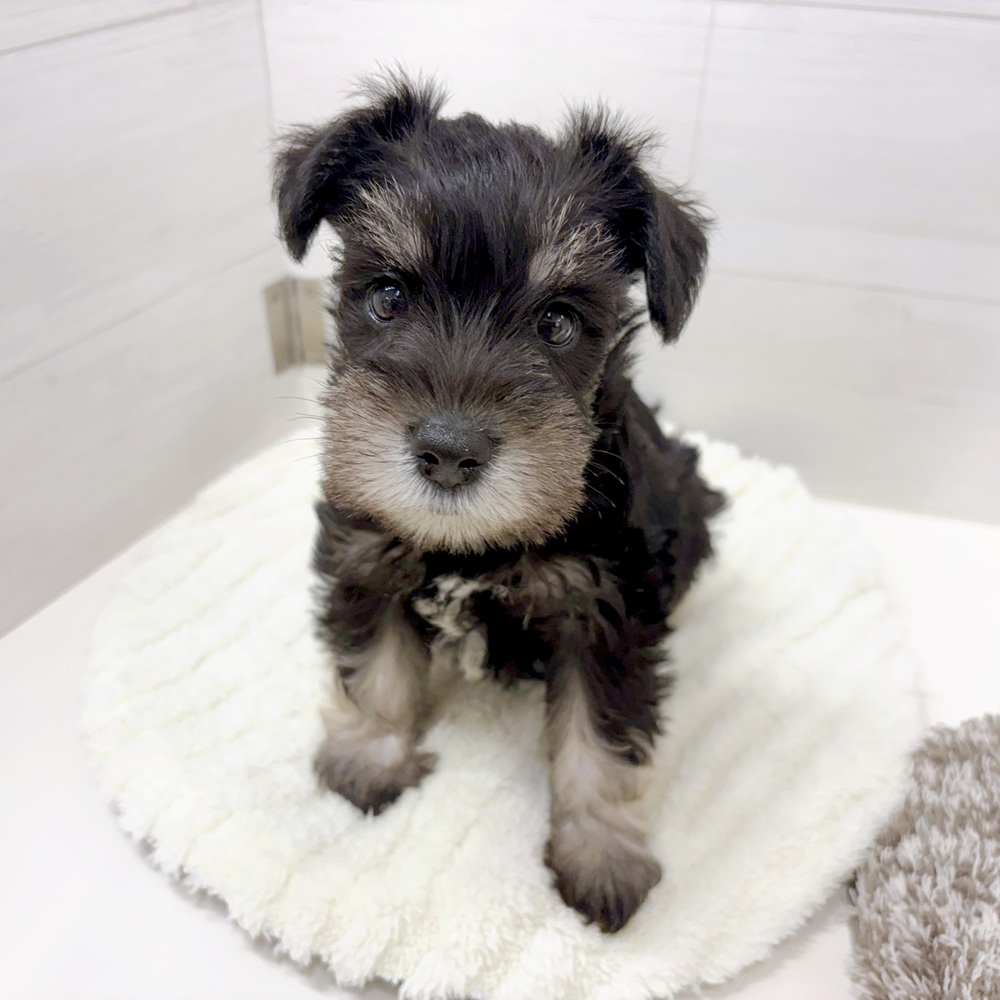 石川県のミニチュアシュナウザー (犬の家＆猫の里アミーゴ金沢おこばた店/2026年5月11日生まれ/女の子/ブラックシルバー)の子犬の2枚目の画像
