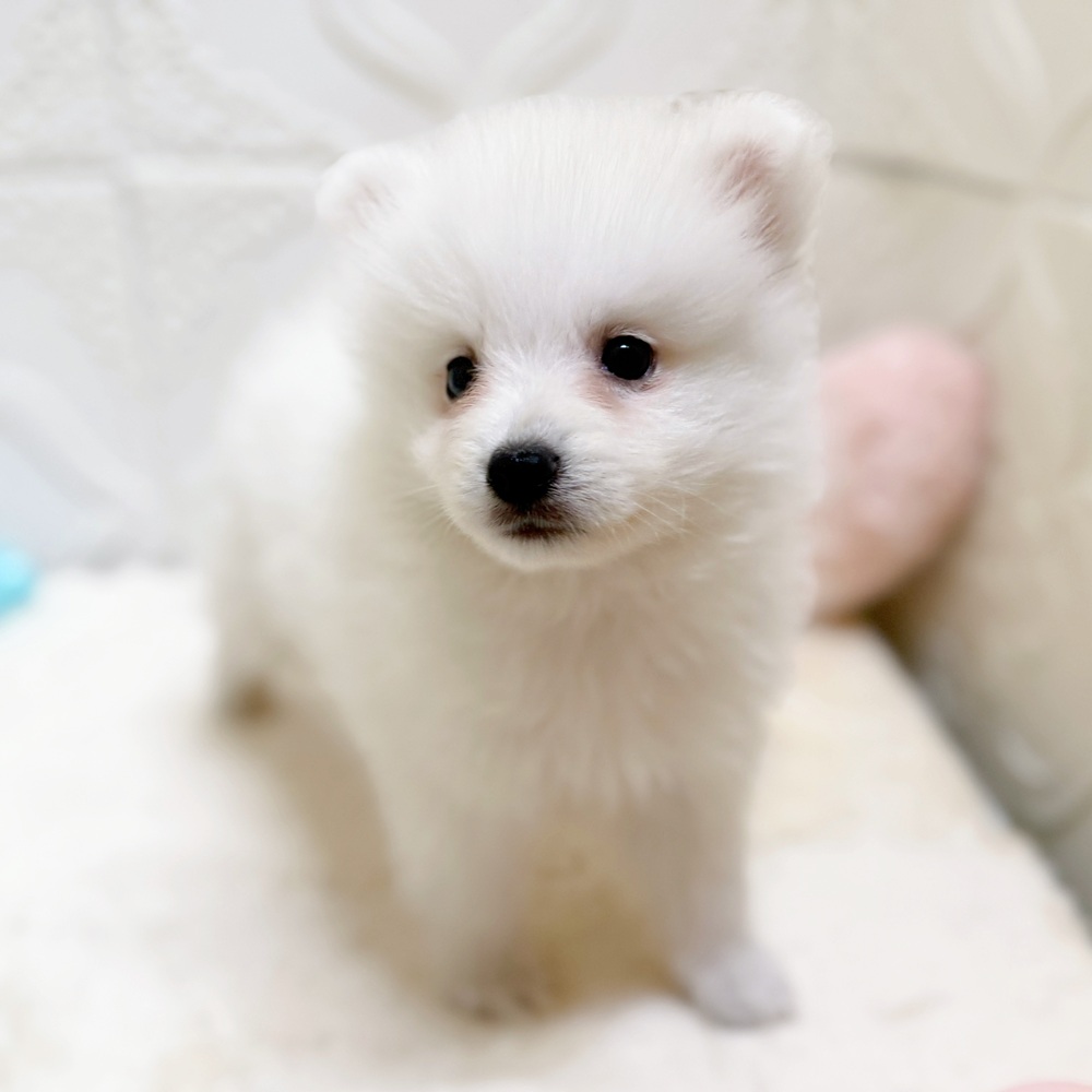 愛知県の日本スピッツ (犬の家＆猫の里岡崎店/2026年5月7日生まれ/男の子/ホワイト)の子犬の2枚目の画像