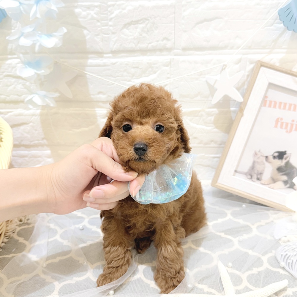 静岡県のトイプードル(トイ) (犬の家＆猫の里富士店/2026年5月11日生まれ/男の子/レッド)の子犬
