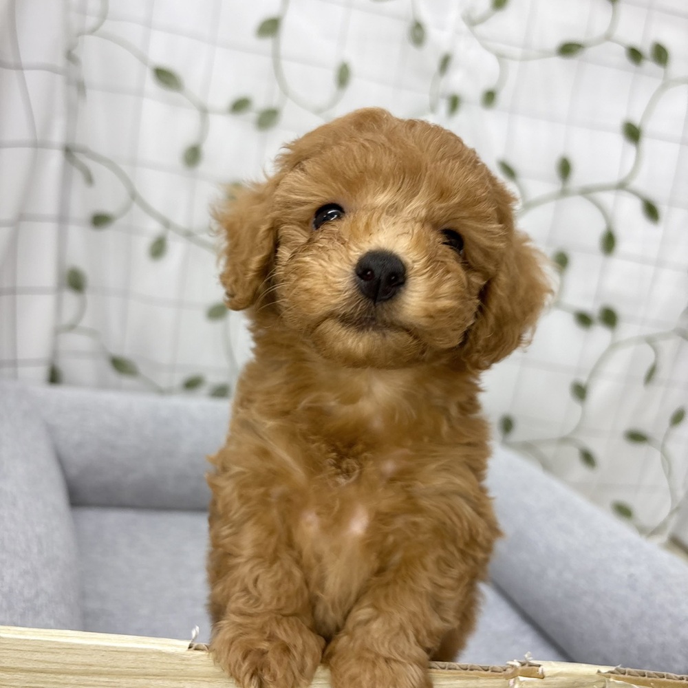 長野県のトイプードル(トイ) (犬の家＆猫の里塩尻店/2026年5月11日生まれ/男の子/アプリコット)の子犬の2枚目の画像