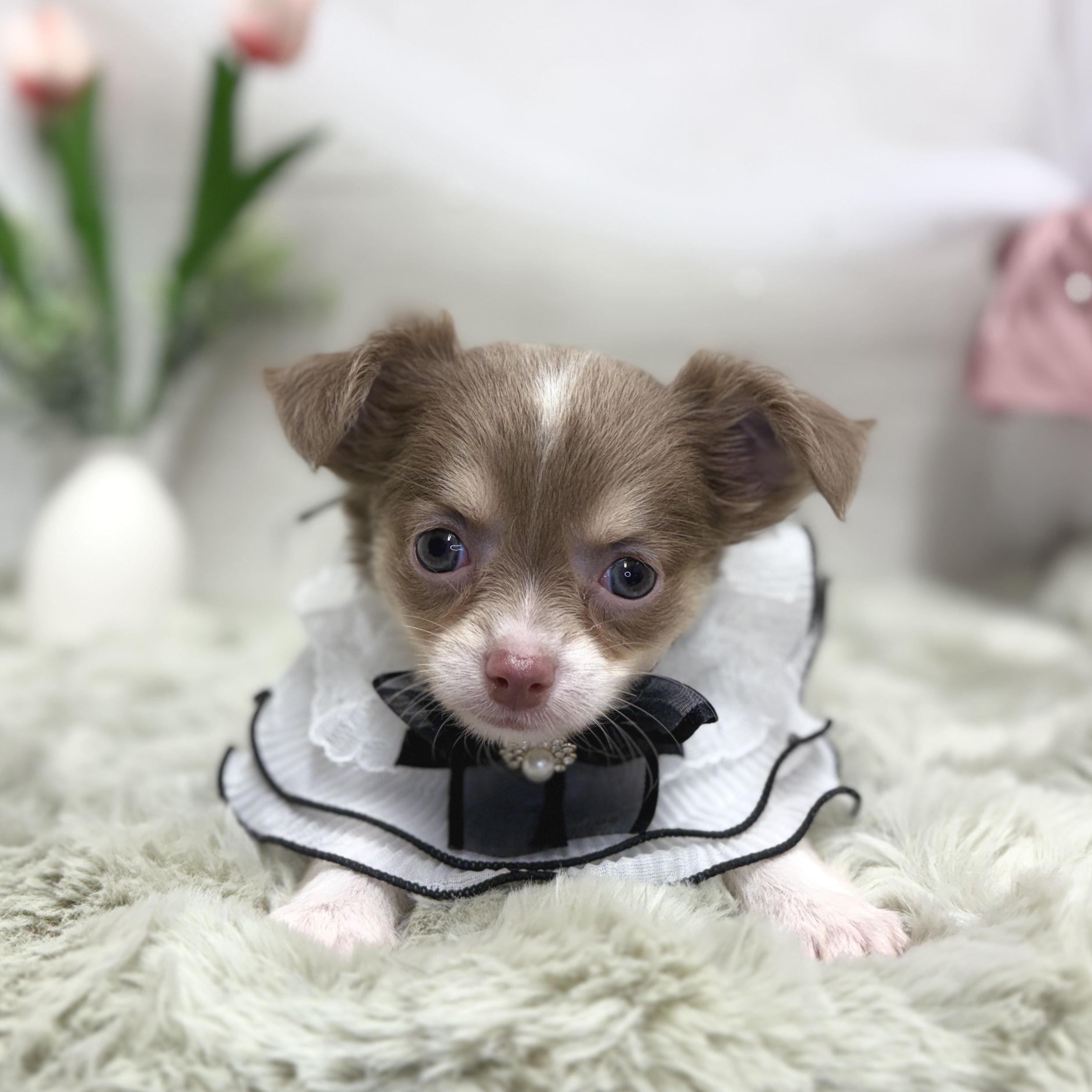 神奈川県のチワワ(ロング) (犬の家＆猫の里相模原店/2026年5月12日生まれ/女の子/イザベラタン)の子犬の2枚目の画像
