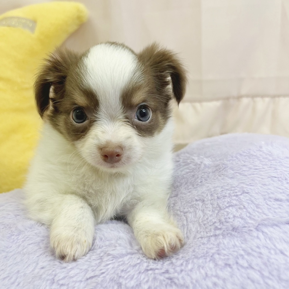 静岡県のチワワ(ロング) (犬の家＆猫の里マークイズ静岡店/2026年5月12日生まれ/女の子/ホワイトチョコレートタン)の子犬の2枚目の画像