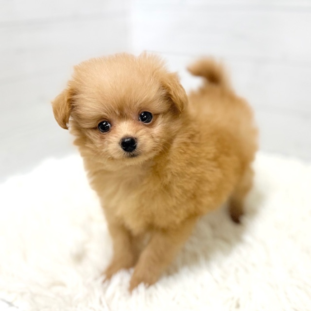 愛知県のポメプー(ポメラニアン×プードル) (犬の家＆猫の里豊田店/2026年5月10日生まれ/女の子/クリーム)の子犬の2枚目の画像