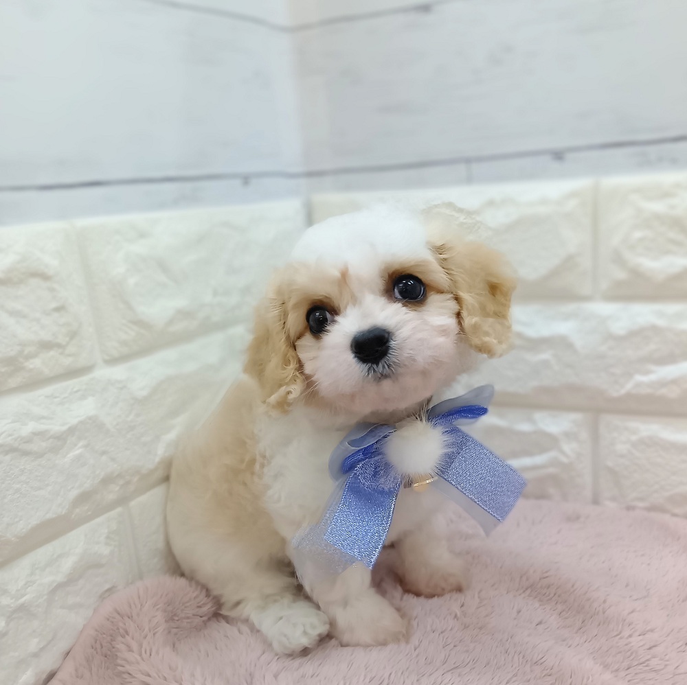静岡県のハーフ犬・ミックス犬 (犬の家＆猫の里アミーゴ浜松和田店/2026年5月11日生まれ/男の子/ブレンハイム)の子犬の2枚目の画像