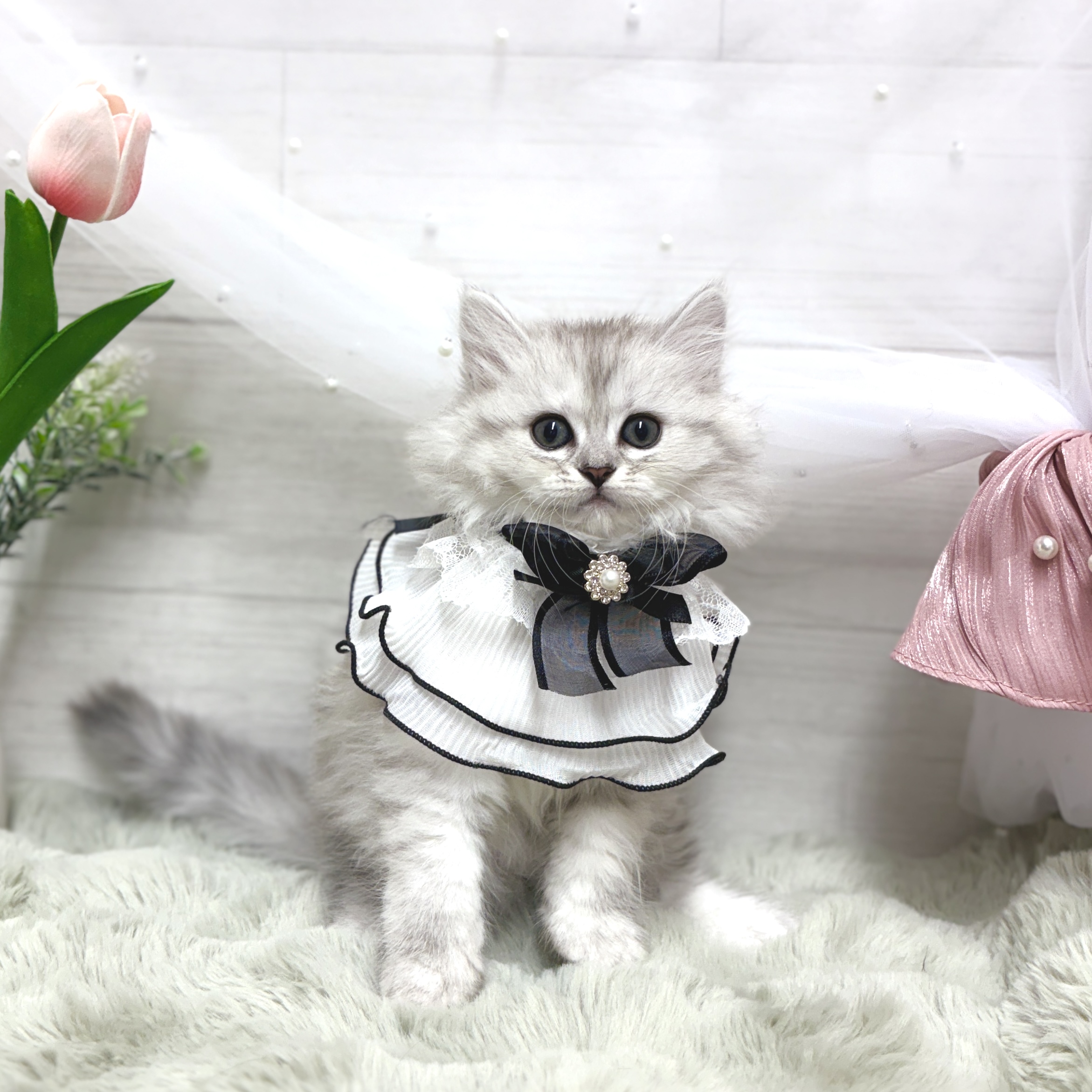 神奈川県のミヌエット (犬の家＆猫の里相模原店/2026年5月10日生まれ/女の子/シルバータビー)の子猫の2枚目の画像