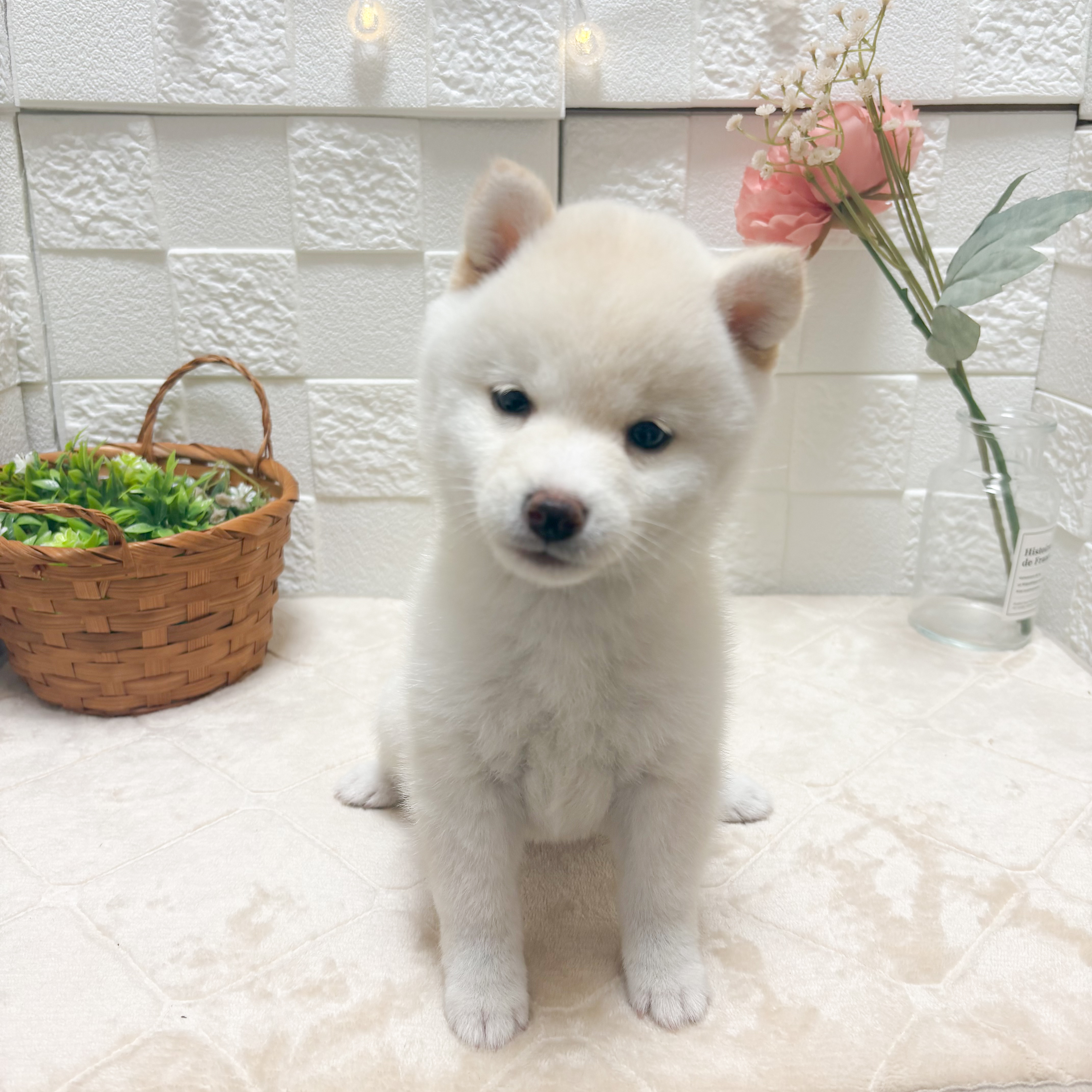 東京都の豆柴 (犬の家＆猫の里ペットフォレスト小平店/2026年5月12日生まれ/女の子/白)の子犬の2枚目の画像