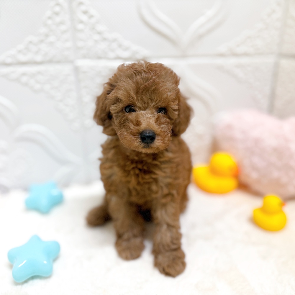 愛知県のトイプードル(トイ) (犬の家＆猫の里岡崎店/2026年5月12日生まれ/男の子/レッドフォーン)の子犬の2枚目の画像