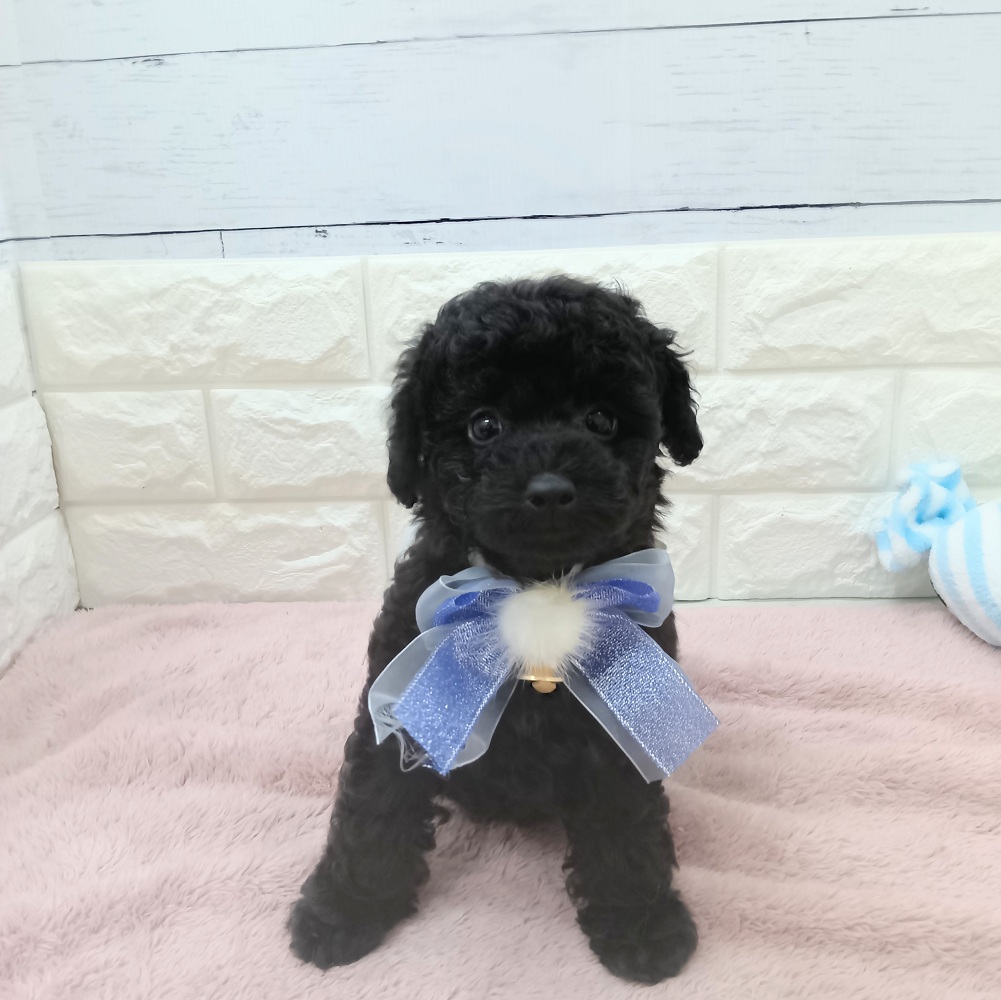 静岡県のトイプードル(トイ) (犬の家＆猫の里アミーゴ浜松和田店/2026年5月7日生まれ/男の子/ブラック)の子犬の2枚目の画像