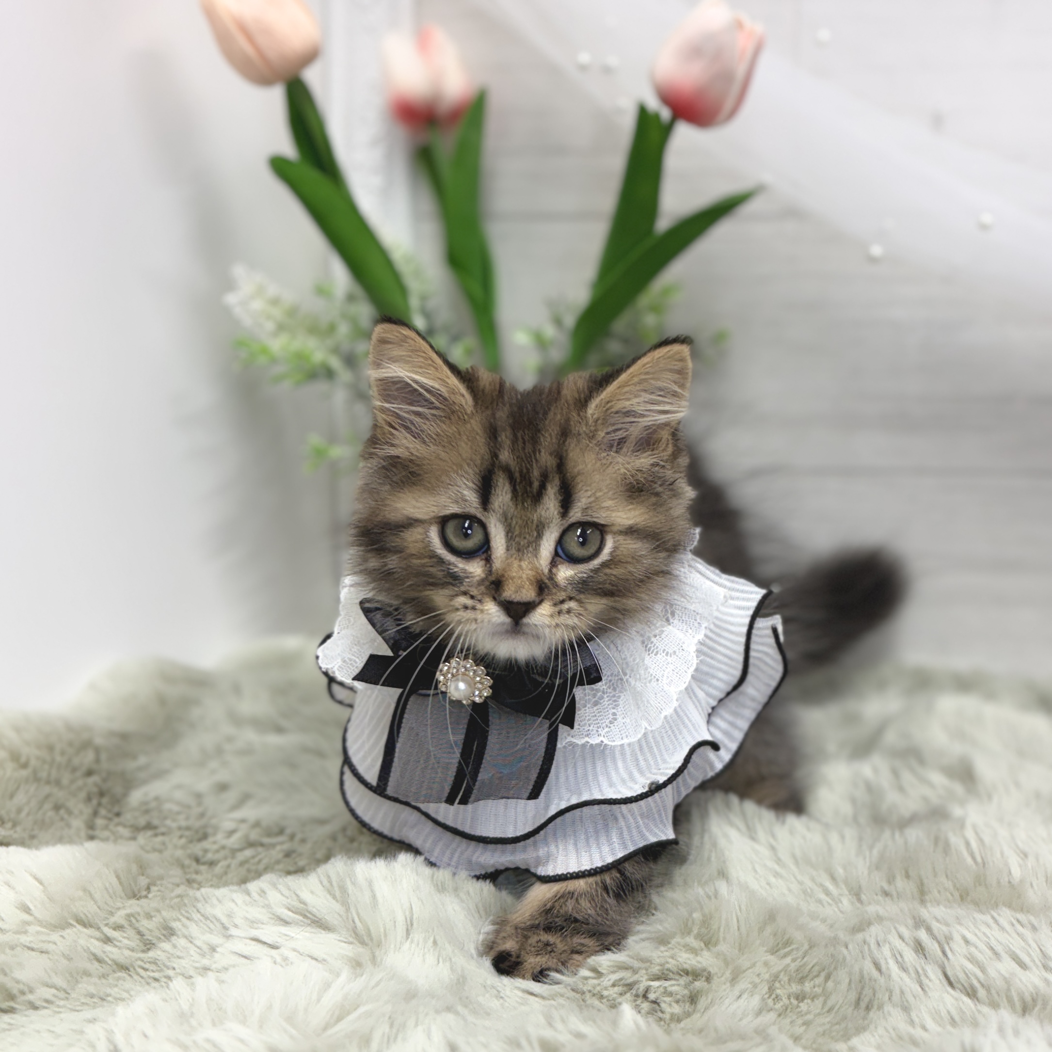 神奈川県のスコティッシュフォールド (犬の家＆猫の里相模原店/2026年5月11日生まれ/男の子/ブラウンタビー)の子猫の2枚目の画像