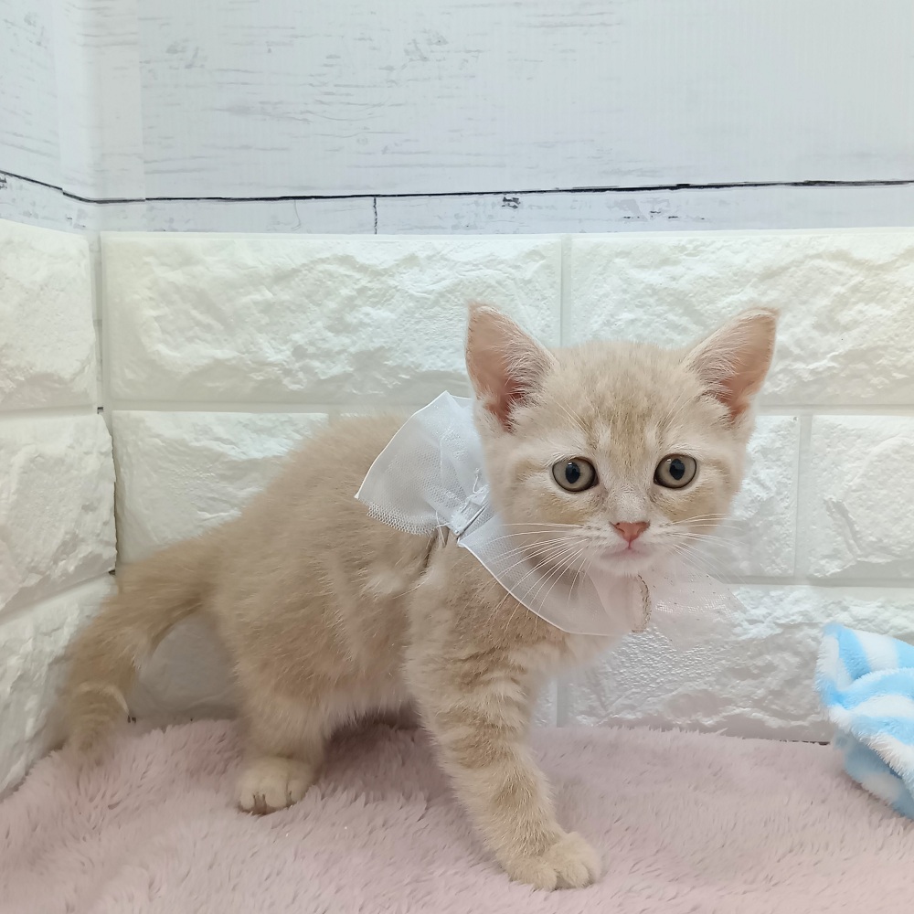 静岡県のスコティッシュフォールド (犬の家＆猫の里アミーゴ浜松和田店/2026年5月12日生まれ/女の子/レッドタビー)の子猫の2枚目の画像