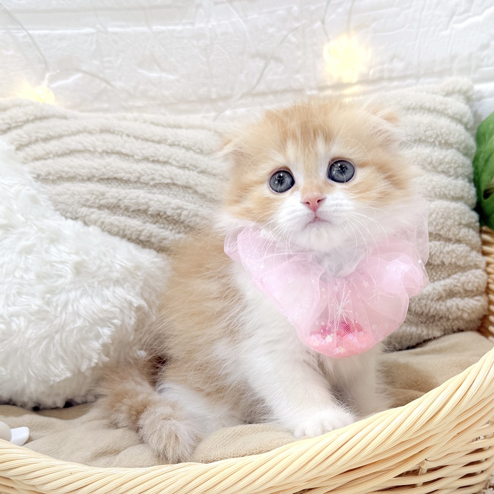 静岡県のスコティッシュフォールド (犬の家＆猫の里富士店/2026年5月12日生まれ/女の子/レッドタビーホワイト)の子猫