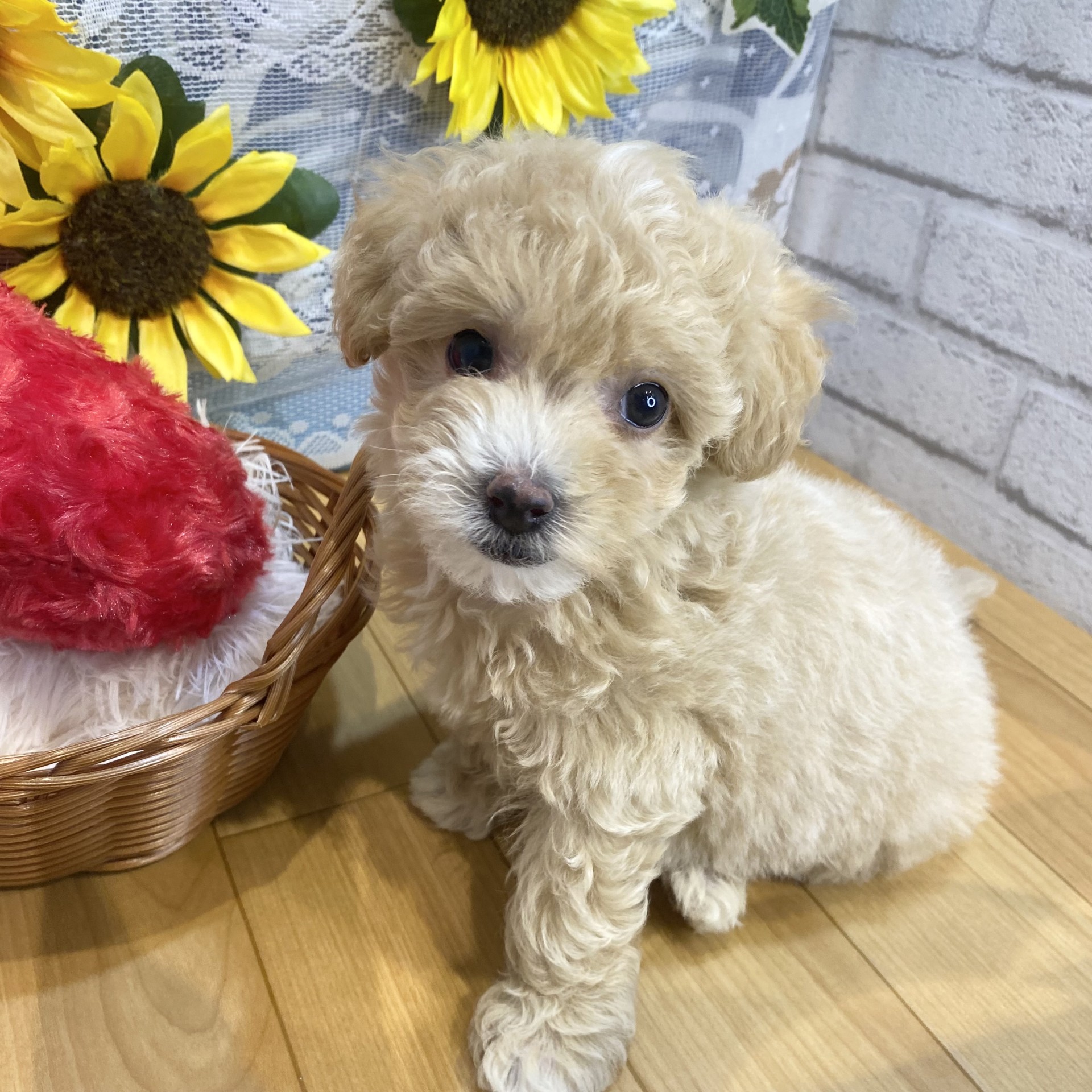 長野県のマルプー(マルチーズ×プードル) (犬の家＆猫の里カインズ梓川店/2026年5月10日生まれ/女の子/アプリコット)の子犬の2枚目の画像