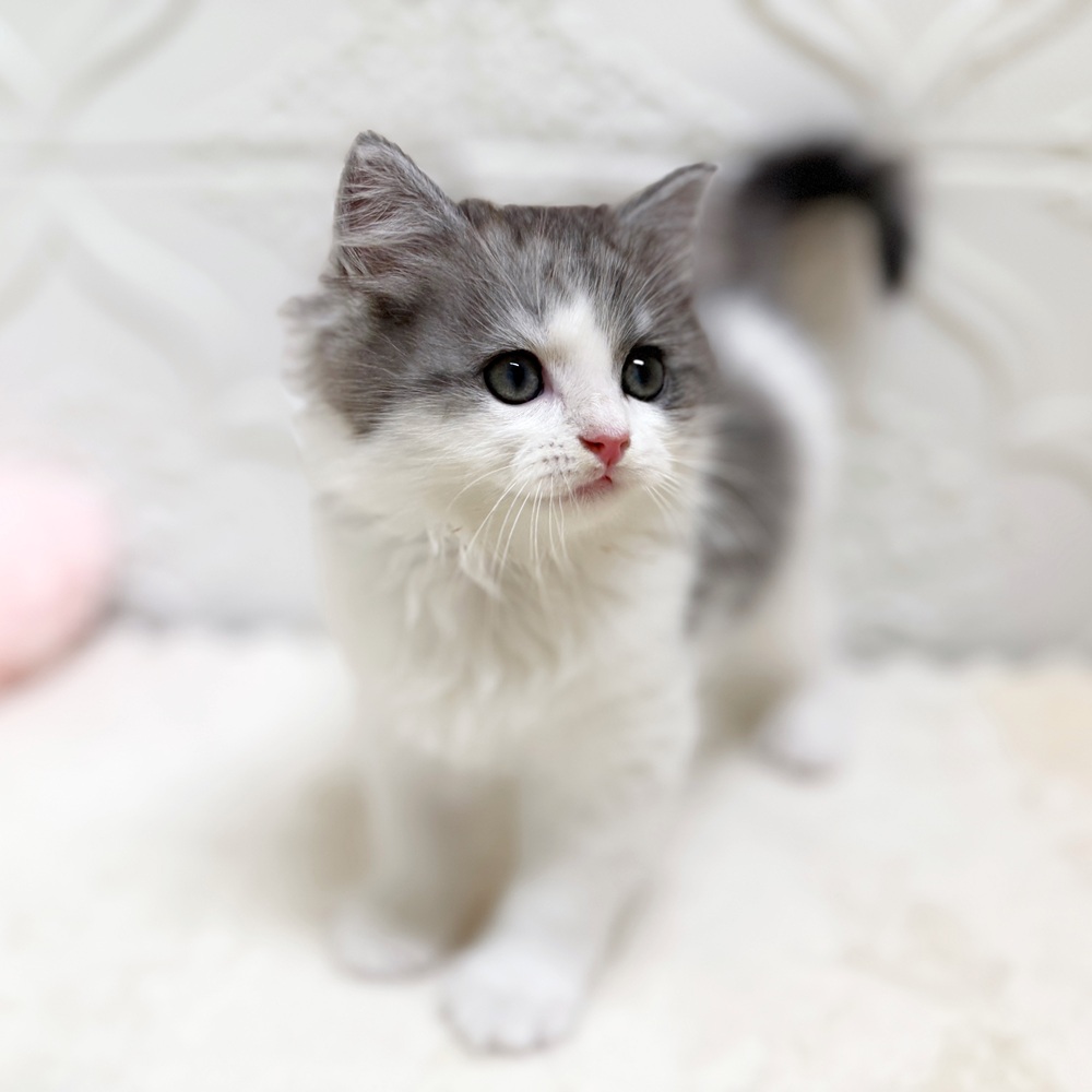 ブルー(青系)のミヌエットの子猫一覧 | ペットショップ 犬の家&猫の里