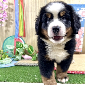 神奈川県のバーニーズマウンテンドッグ (犬の家＆猫の里小田原店/2026年5月18日生まれ/男の子/ブラックラストホワイト)の子犬の1枚目の画像