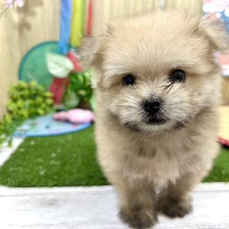 神奈川県のポメマル/マルポメ(ポメラニアン×マルチーズ) (犬の家＆猫の里小田原店/2026年5月17日生まれ/男の子/オレンジ)の子犬