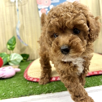 神奈川県のトイプードル(トイ) (犬の家＆猫の里小田原店/2026年5月18日生まれ/女の子/レッド)の子犬の1枚目の画像