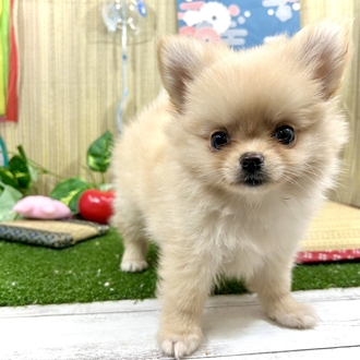 神奈川県のポメチワ/チワポメ/ポメチー(ポメラニアン×チワワ) (犬の家＆猫の里小田原店/2026年5月16日生まれ/男の子/クリーム)の子犬の2枚目の画像