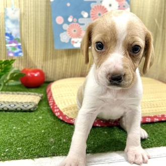 神奈川県のビーグル (犬の家＆猫の里小田原店/2026年5月19日生まれ/女の子/レモンホワイト)の子犬の1枚目の画像