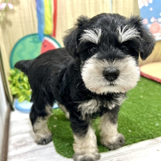 神奈川県のミニチュアシュナウザー (犬の家＆猫の里小田原店/2026年5月19日生まれ/男の子/ブラックシルバー)の子犬の1枚目の画像