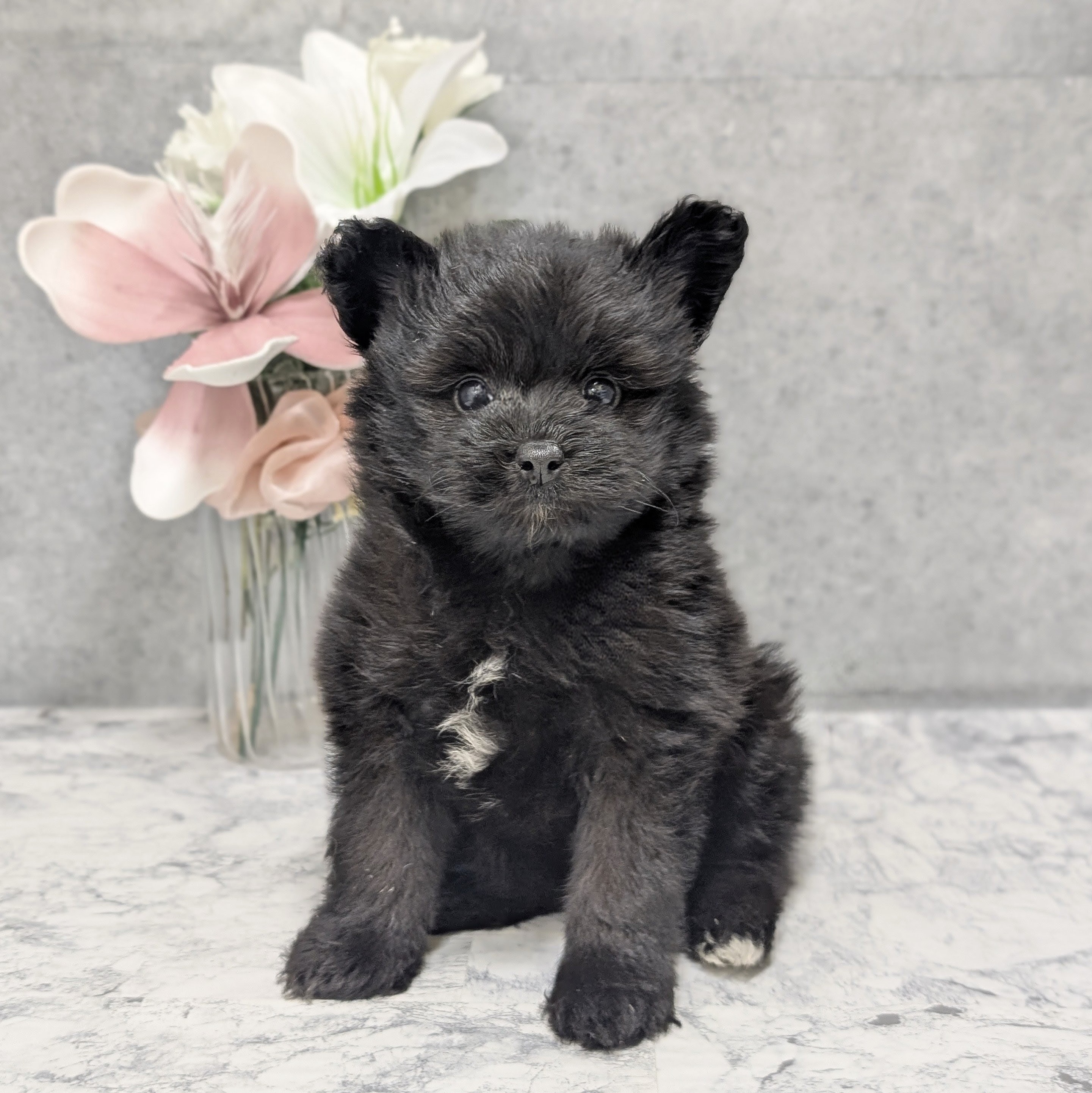愛知県のポメプー(ポメラニアン×プードル) (犬の家＆猫の里安城店/2026年5月12日生まれ/女の子/ブラック)の子犬