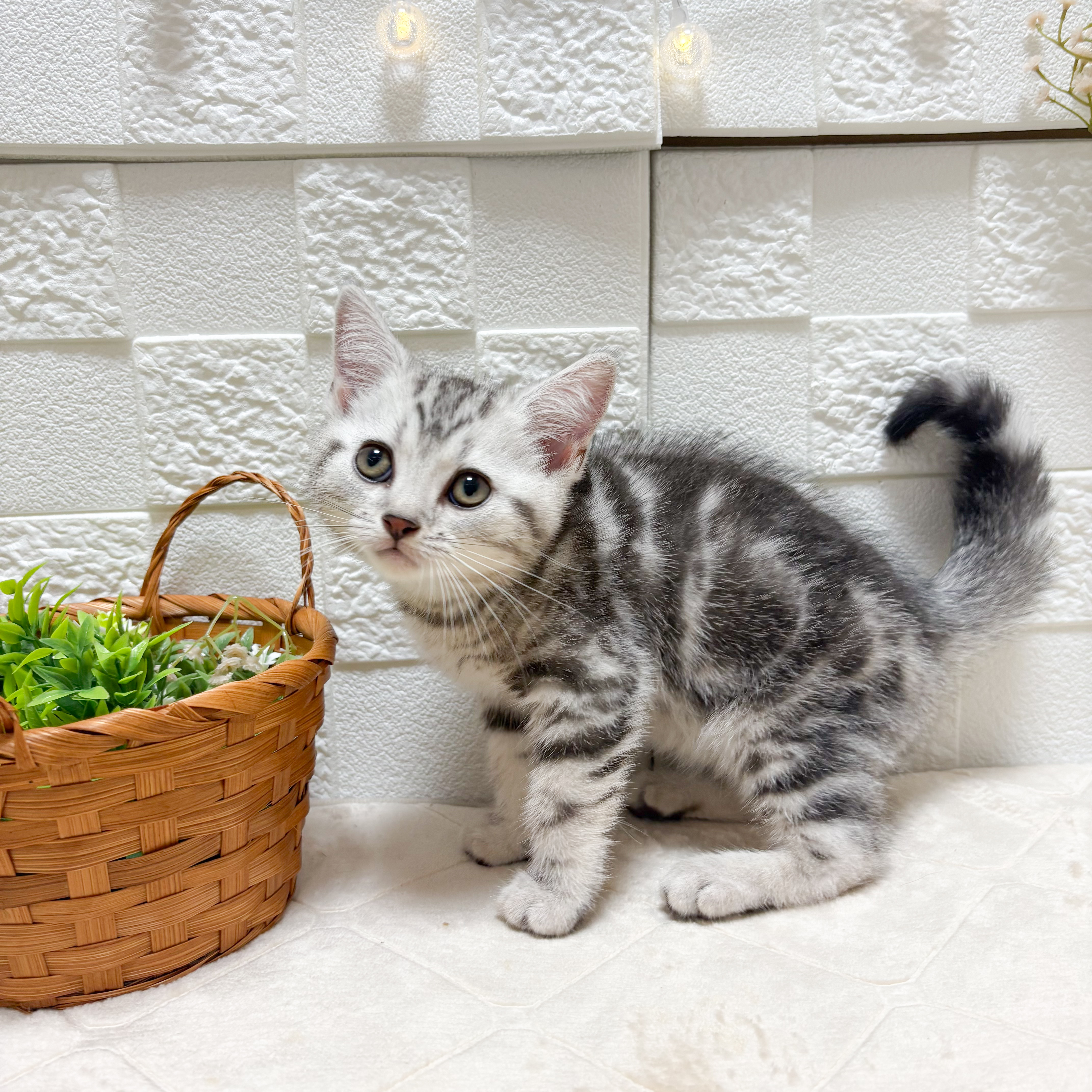 東京都のアメリカンショートヘアー (犬の家＆猫の里ペットフォレスト小平店/2026年5月9日生まれ/男の子/シルバータビー)の子猫の2枚目の画像