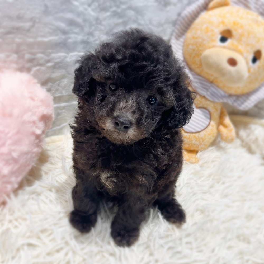 愛知県のトイプードル(トイ) (犬の家＆猫の里MiO香久山店/2026年5月10日生まれ/男の子/シルバー)の子犬の2枚目の画像