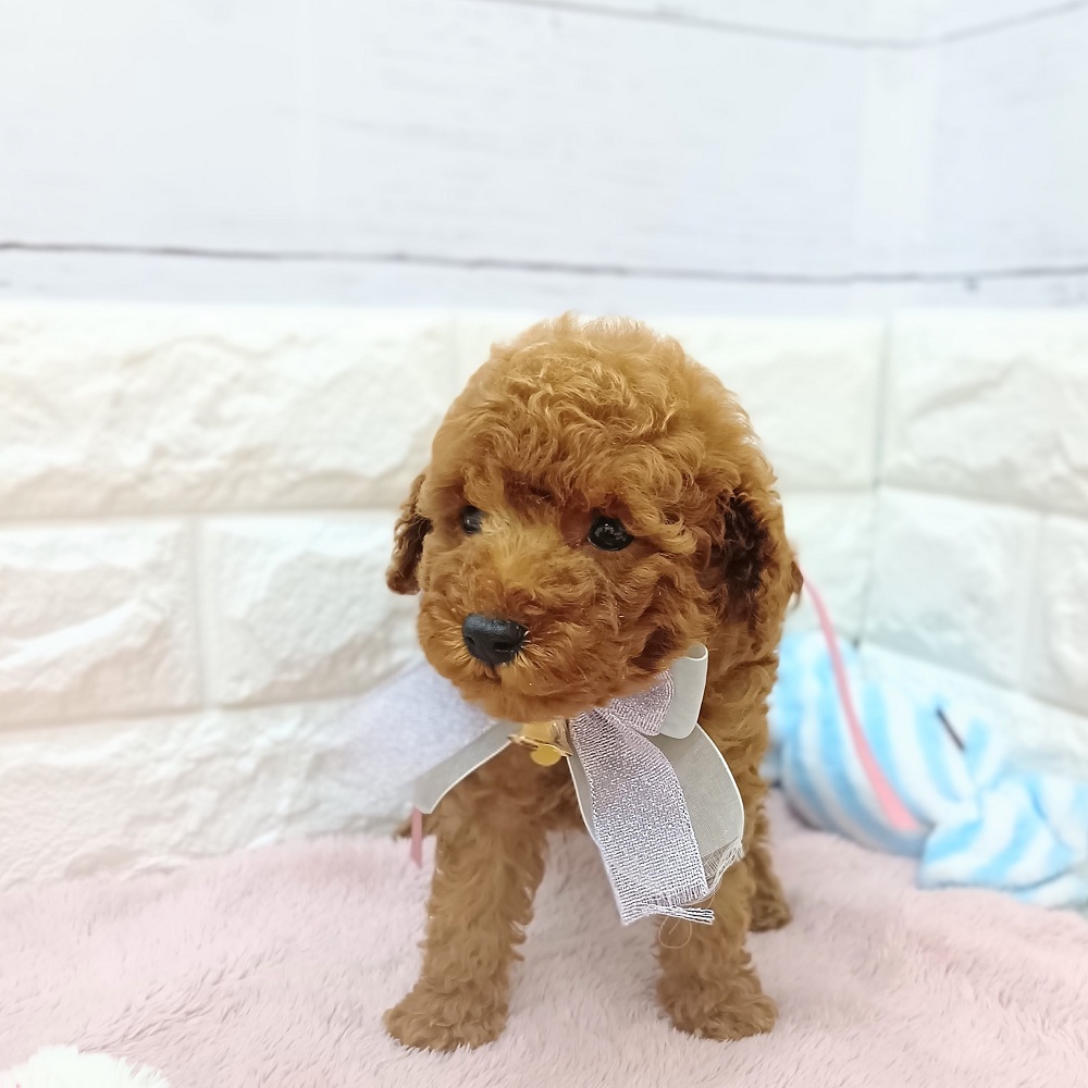 静岡県のトイプードル(トイ) (犬の家＆猫の里アミーゴ浜松和田店/2026年5月12日生まれ/女の子/レッド)の子犬の2枚目の画像