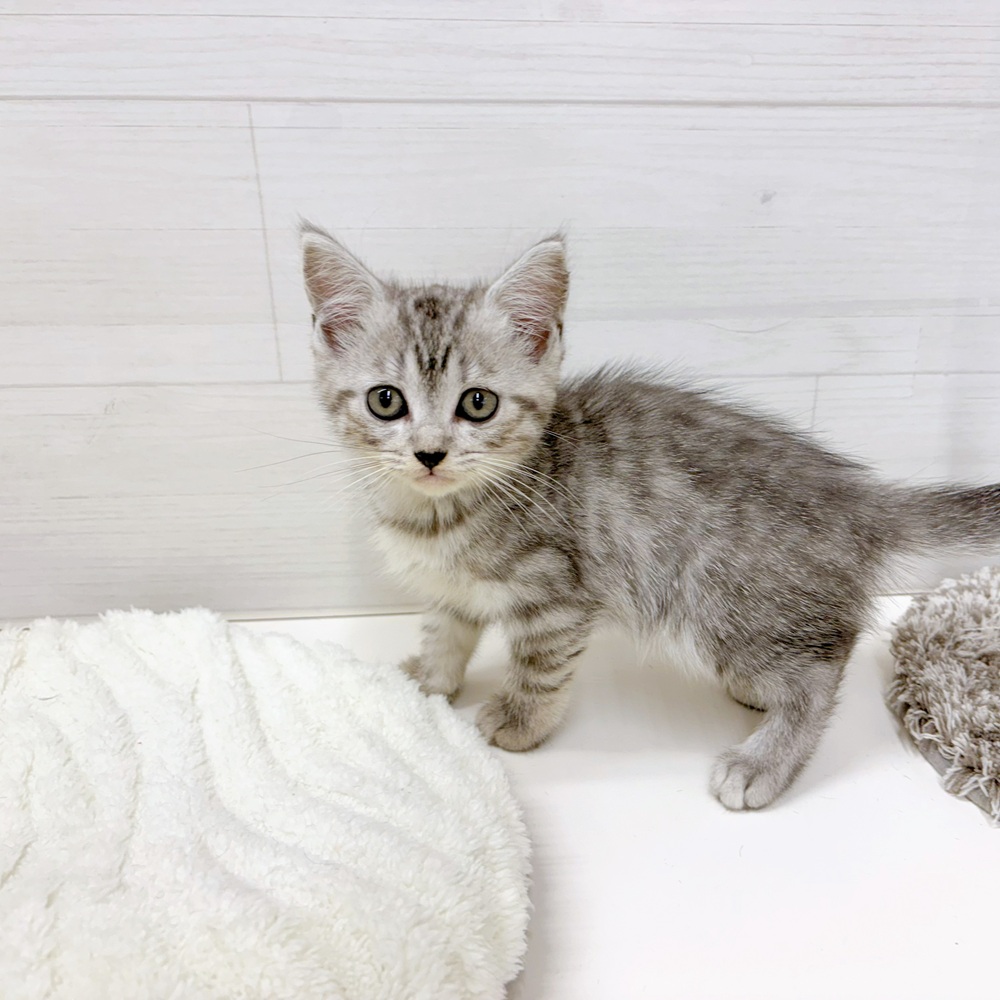 石川県のマンチカン (犬の家＆猫の里アミーゴ金沢おこばた店/2026年5月11日生まれ/女の子/シルバータビー)の子猫の2枚目の画像