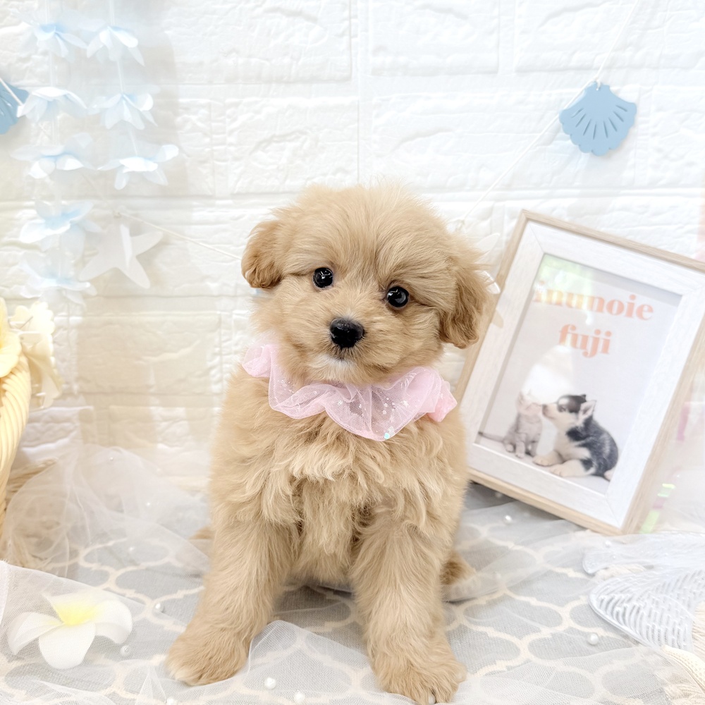 静岡県のポメプー(ポメラニアン×プードル) (犬の家＆猫の里富士店/2026年5月11日生まれ/女の子/アプリコット)の子犬