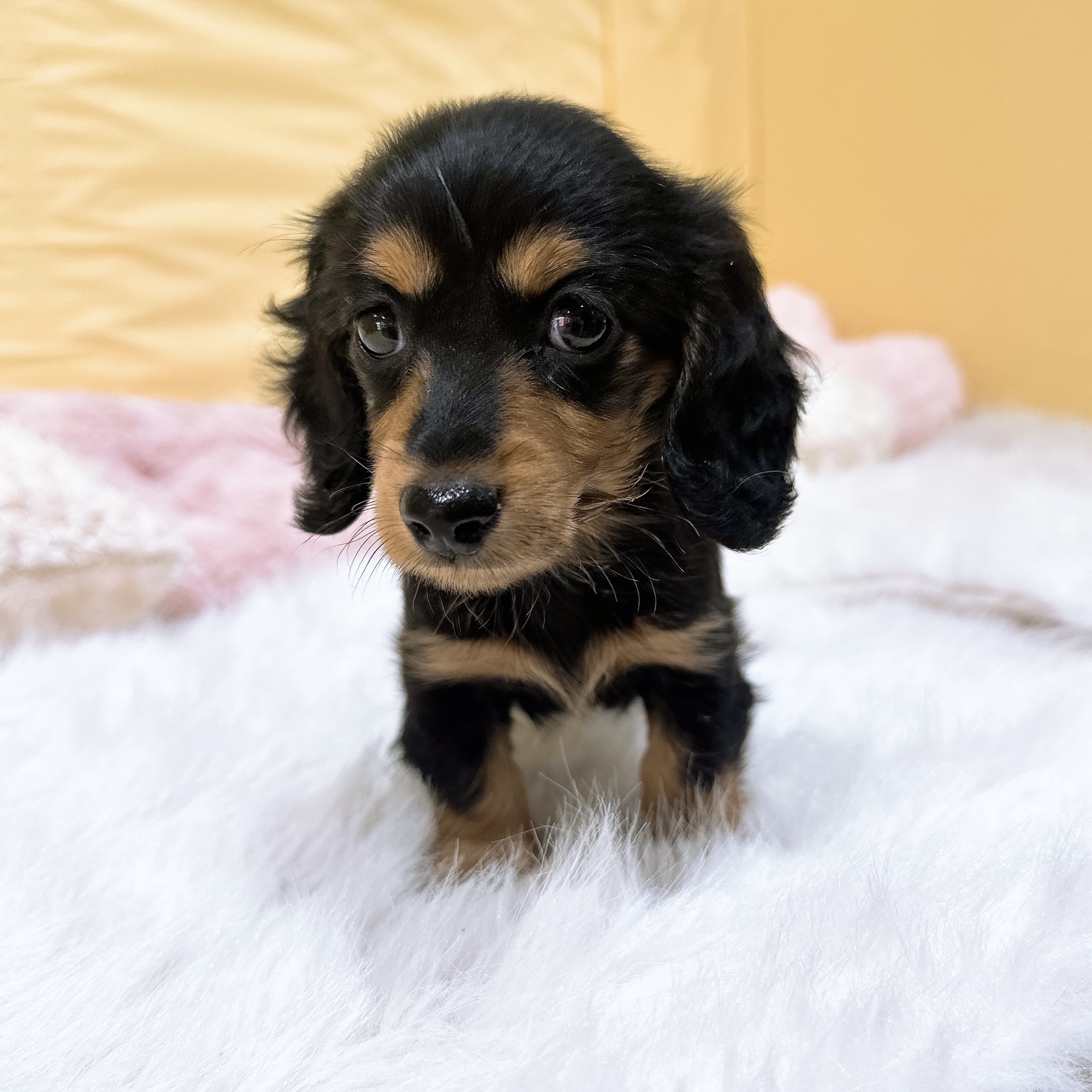 ミニチュアダックスフンド(ロング)(ブラックタン)の子犬を価格や特徴で