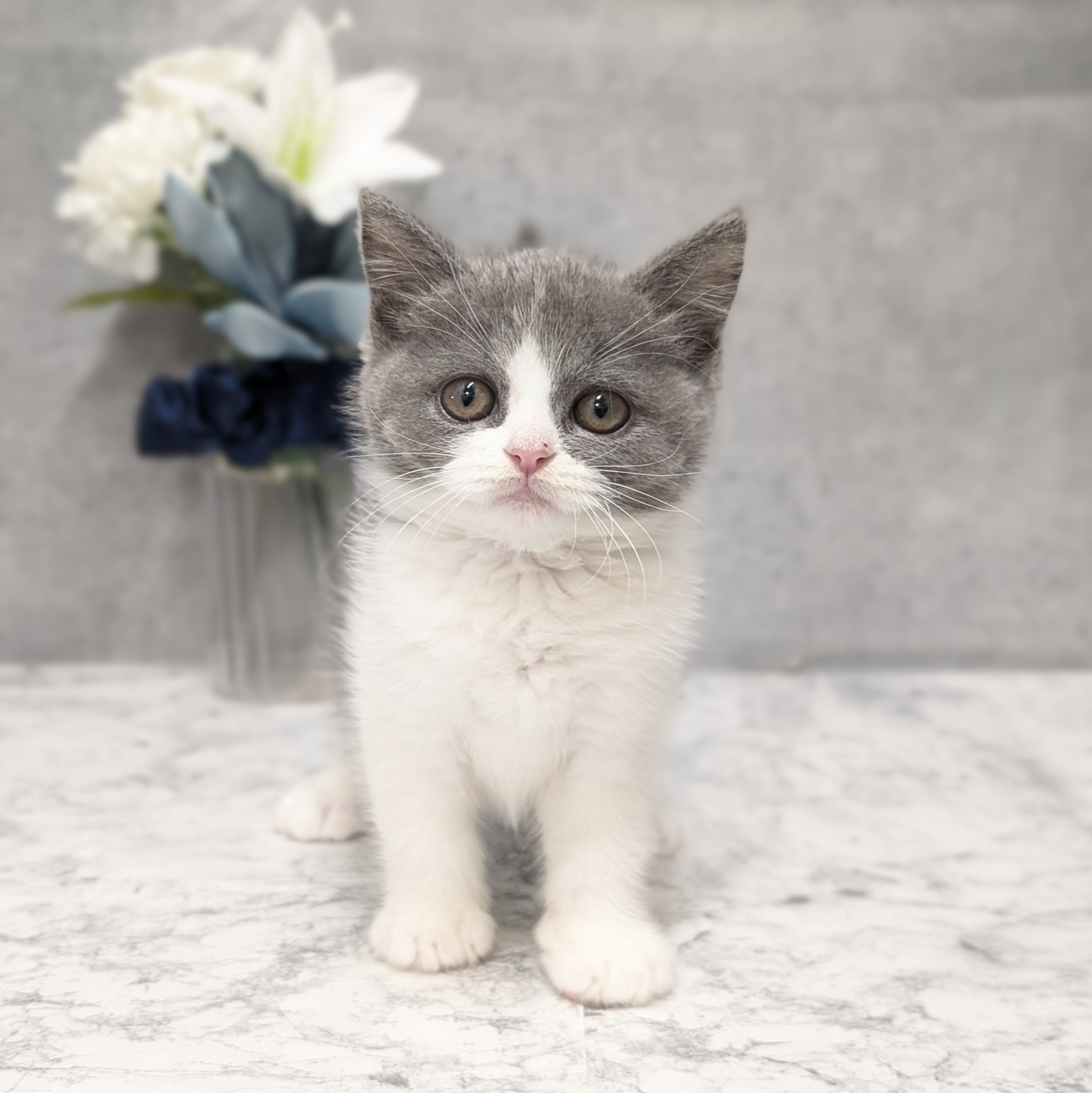 愛知県のセルカークレックス (犬の家＆猫の里安城店/2026年5月8日生まれ/男の子/ブルーホワイト)の子猫