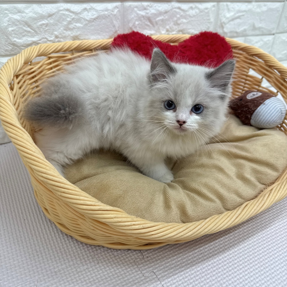 愛知県のラグドール (犬の家＆猫の里MEGAドン・キホーテ東海名和店/2026年5月9日生まれ/男の子/ブルーポイントバイカラー)の子猫の2枚目の画像