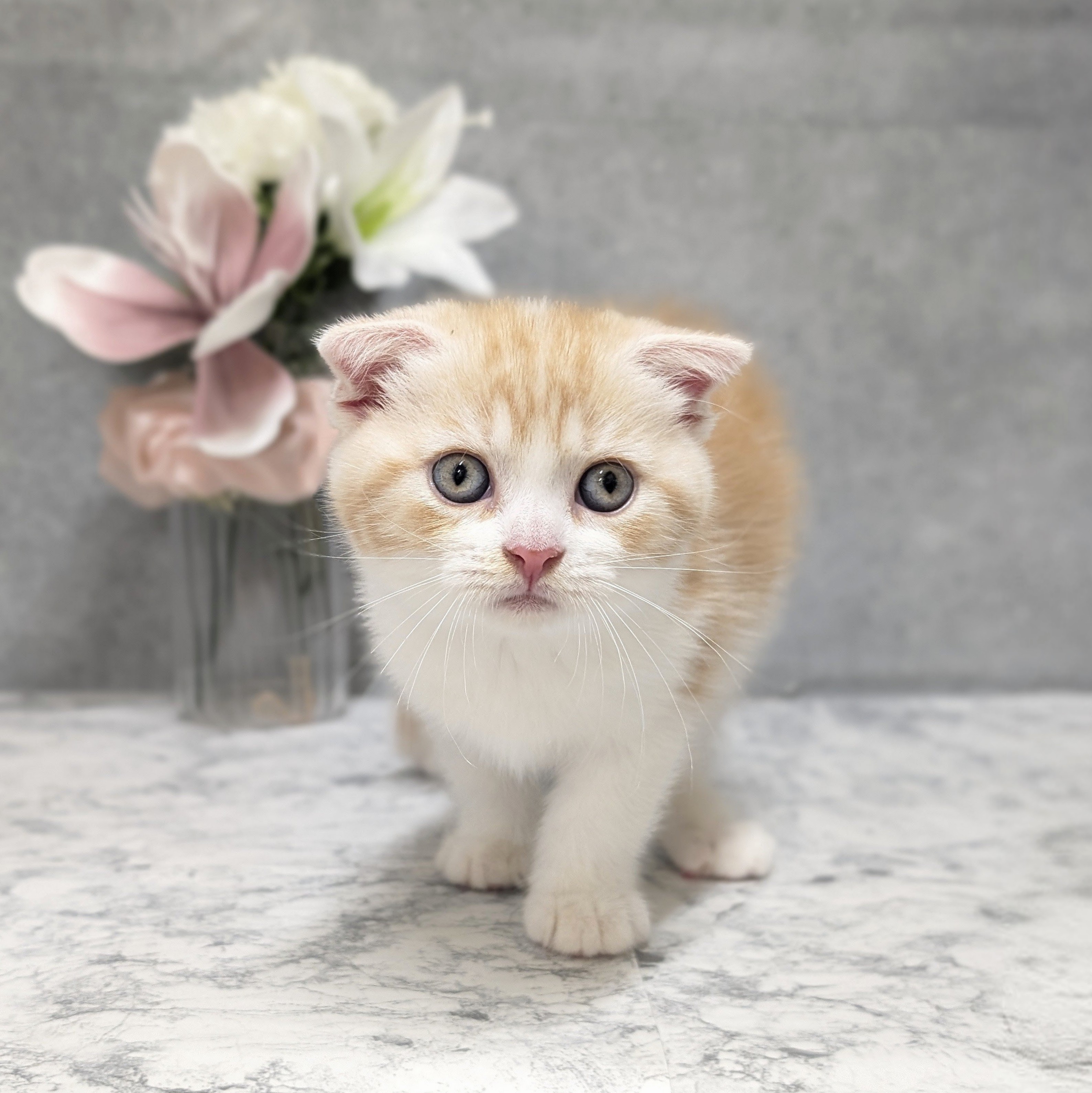 愛知県のスコティッシュフォールド (犬の家＆猫の里安城店/2026年5月12日生まれ/女の子/レッドタビーホワイト)の子猫