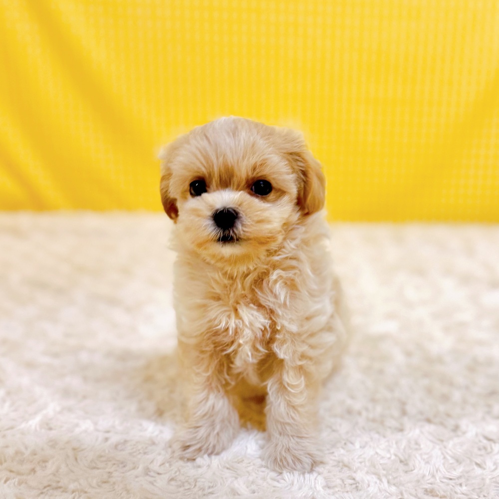 愛知県のマルプー(マルチーズ×プードル) (犬の家＆猫の里一宮店/2026年5月12日生まれ/男の子/アプリコット)の子犬の2枚目の画像