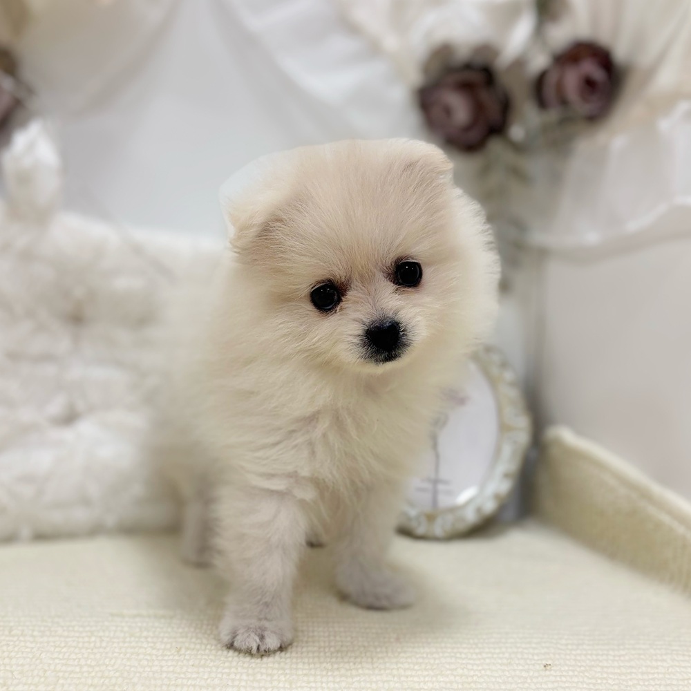 岐阜県のポメラニアン (犬の家＆猫の里カラフルタウン岐阜店/2026年5月9日生まれ/女の子/クリーム)の子犬の2枚目の画像