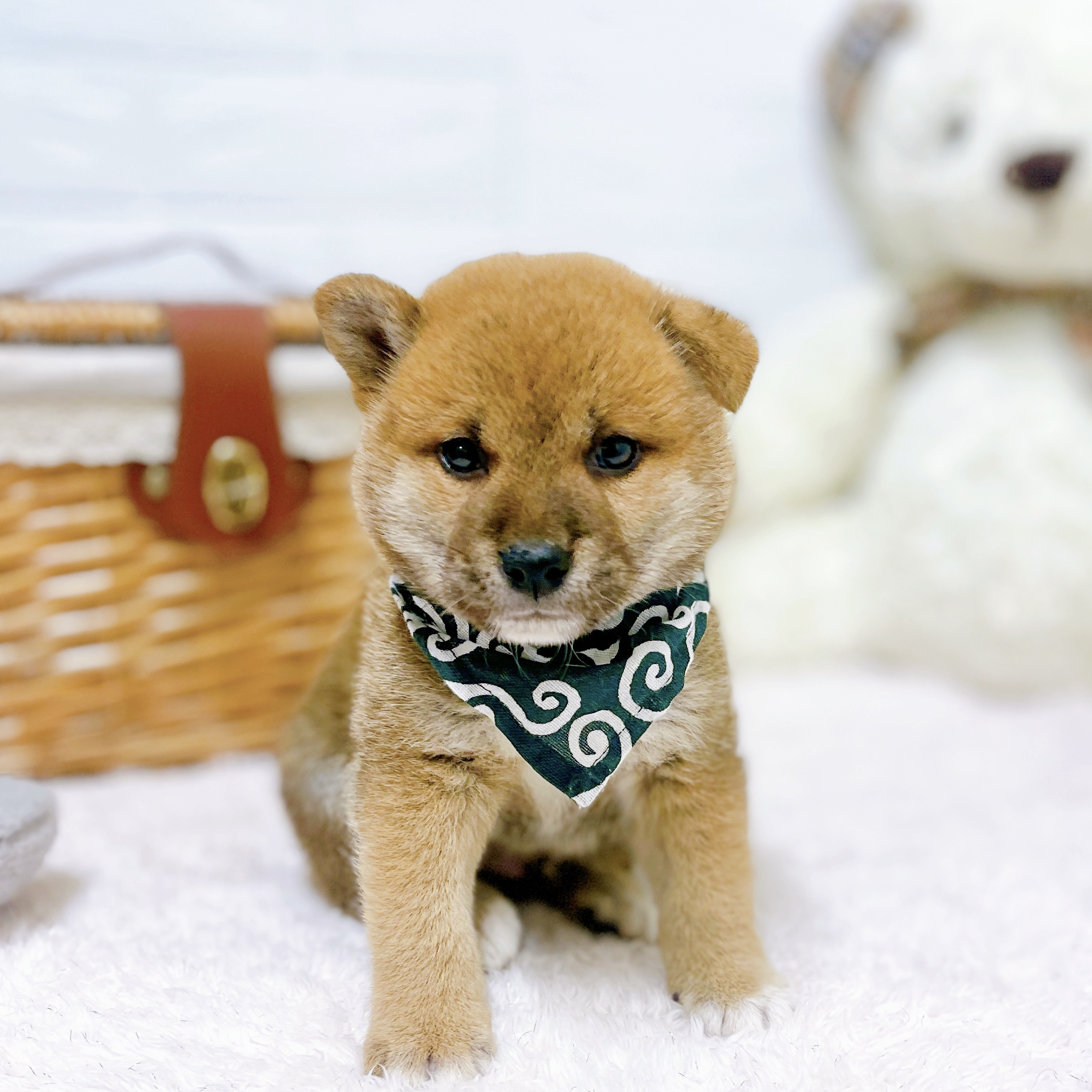 滋賀県の柴犬(標準サイズ) (犬の家＆猫の里近江八幡店/2026年5月14日生まれ/男の子/赤)の子犬の1枚目の画像