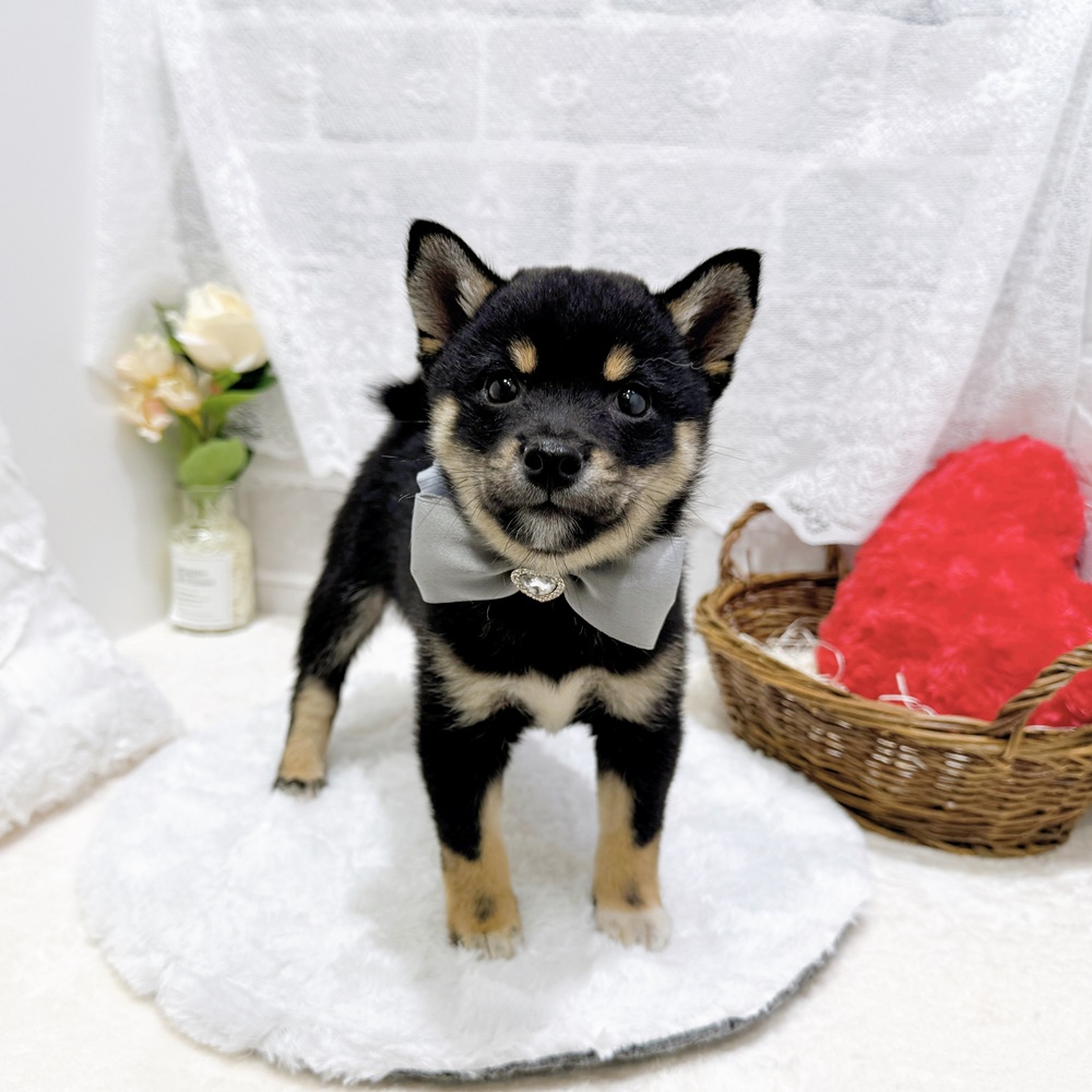 滋賀県の豆柴 (犬の家＆猫の里長浜店/2026年5月13日生まれ/男の子/黒)の子犬の2枚目の画像